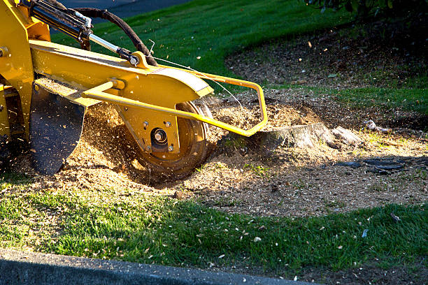 Reliable Hudson, MI Tree Service Solutions